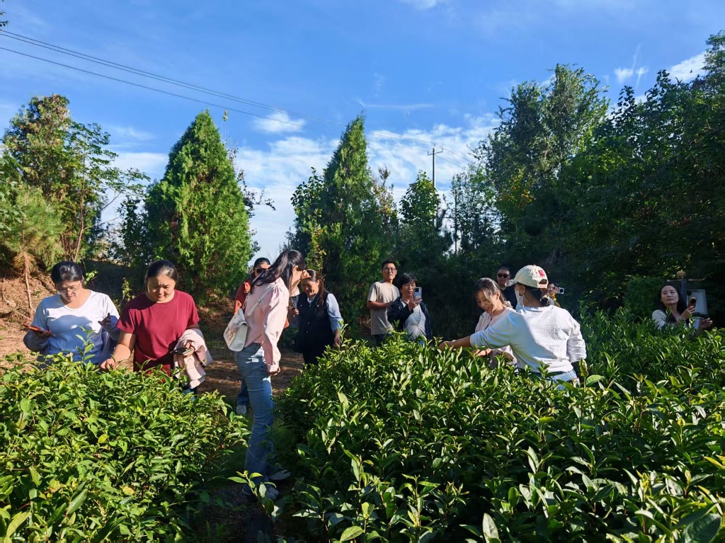 大家一起体验茶文化